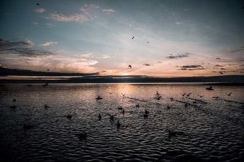 日落时水面上鸟的剪影 · 免费素材图片