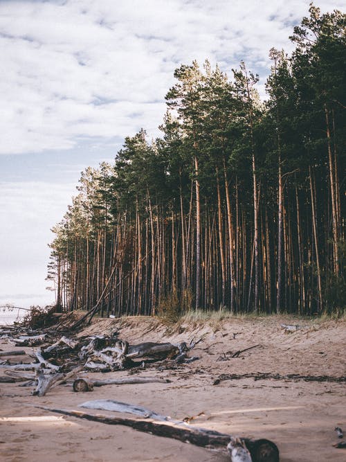 海滨风光旁边的绿松树 · 免费素材图片