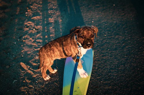 竹enny板上的斑纹狗 · 免费素材图片