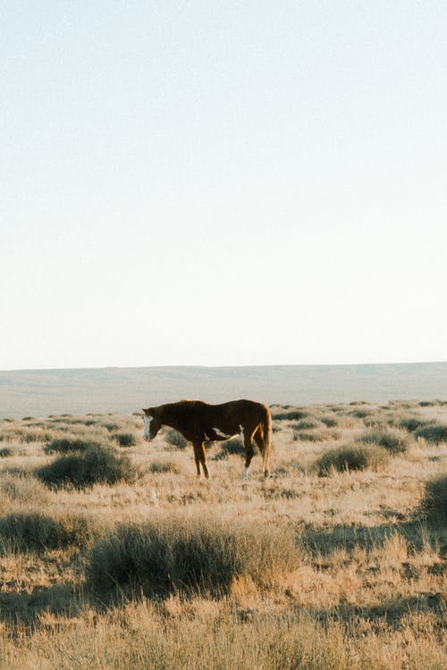 马在草地上的照片 · 免费素材图片
