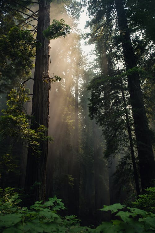 白天森林的照片 · 免费素材图片