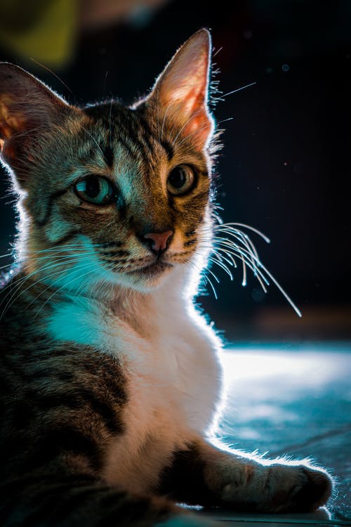 一只猫的照片 · 免费素材图片