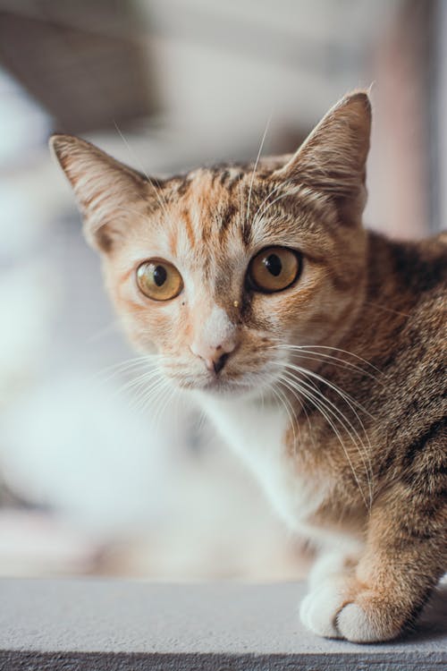 棕色虎斑猫的选择性焦点照片 · 免费素材图片
