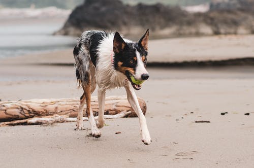 狗在沙滩上行走的照片 · 免费素材图片