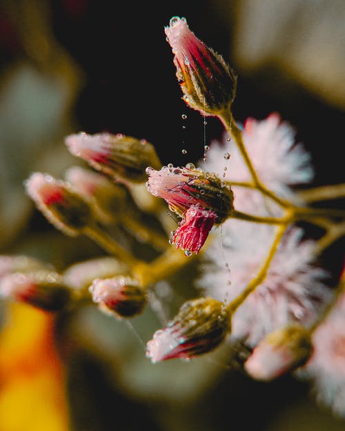 花的选择性聚焦照片 · 免费素材图片