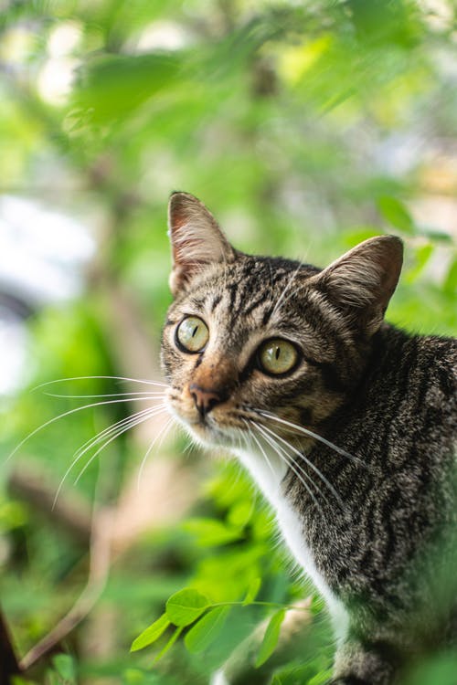 虎斑猫的选择性聚焦摄影 · 免费素材图片