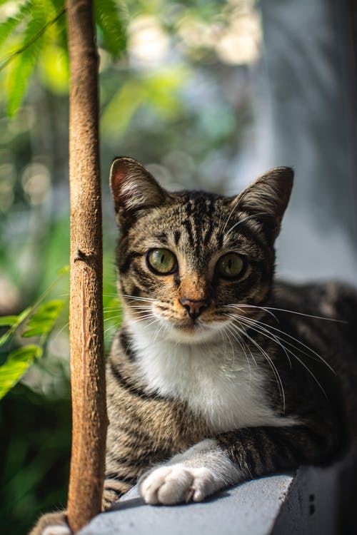 虎斑猫的浅焦点照片 · 免费素材图片