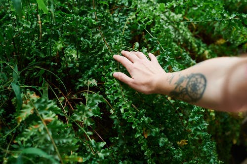 人的手触摸绿叶的照片 · 免费素材图片