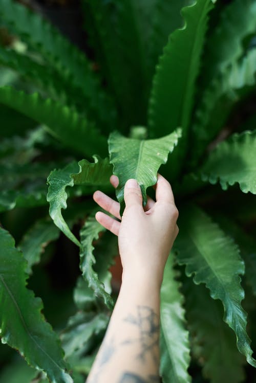 人接触绿叶植物的照片 · 免费素材图片