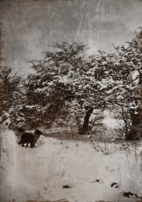 在寒冷的冬日，一只狗站在靠近被雪覆盖的树木的老灰度照片 · 免费素材图片