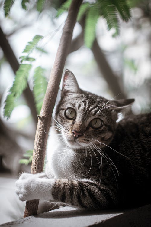 虎斑猫的浅焦点照片 · 免费素材图片