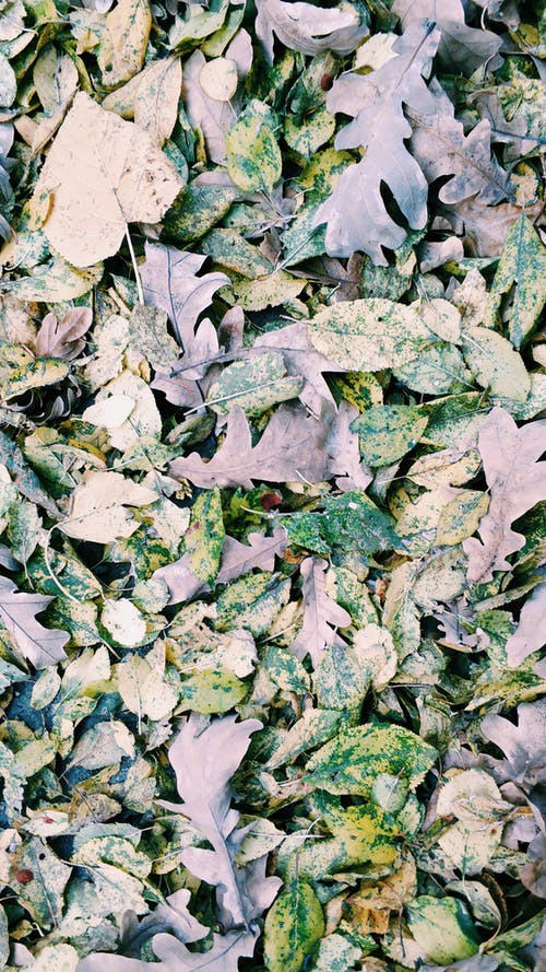 灰色和绿色的树叶 · 免费素材图片
