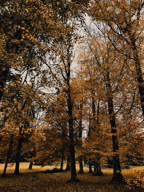 在晴朗的天空下公园的树木 · 免费素材图片
