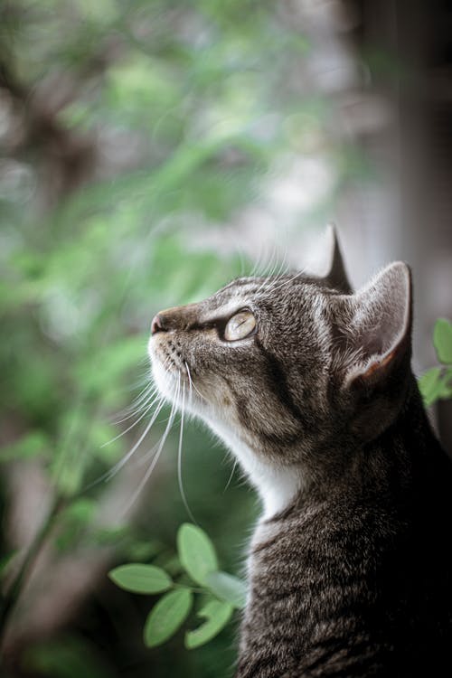 虎斑猫的浅焦点照片向上看 · 免费素材图片