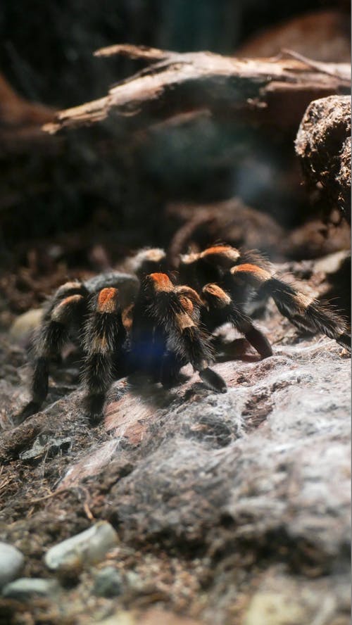 棕色和黑色蜘蛛 · 免费素材图片