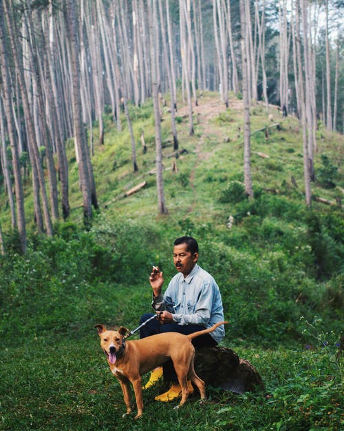 人与狗坐在树林里的一块岩石上坐 · 免费素材图片