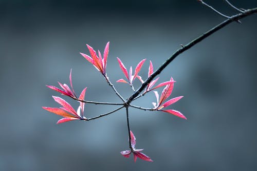 粉红花瓣花 · 免费素材图片