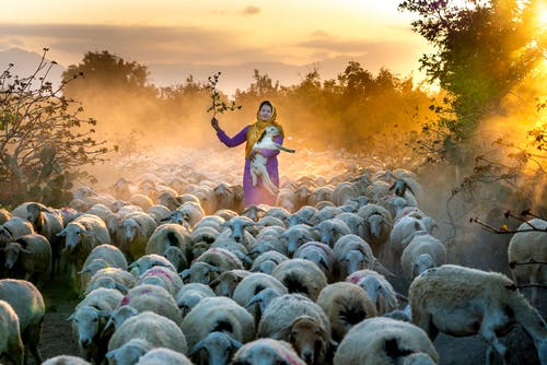 携带一只羊的女人 · 免费素材图片