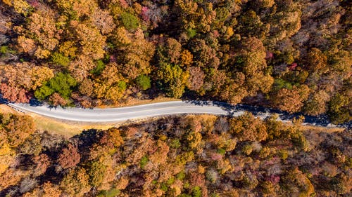 树木包围的空路的航拍 · 免费素材图片