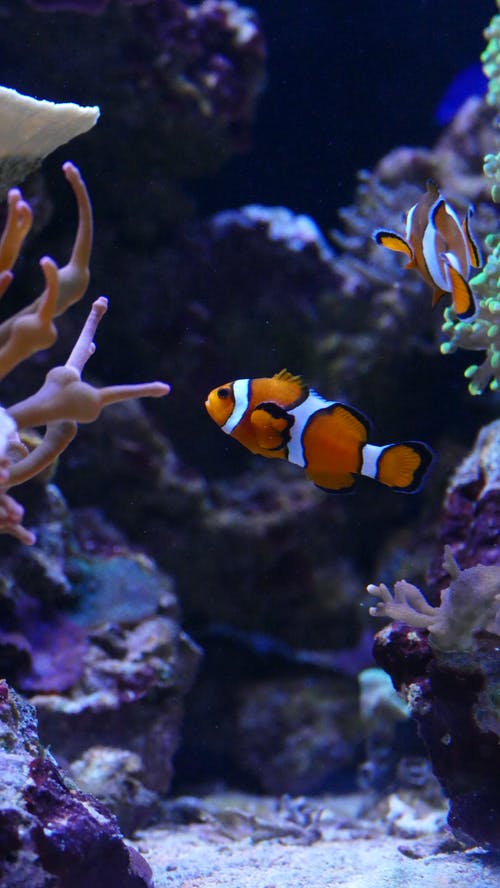 小丑鱼在水族馆 · 免费素材图片