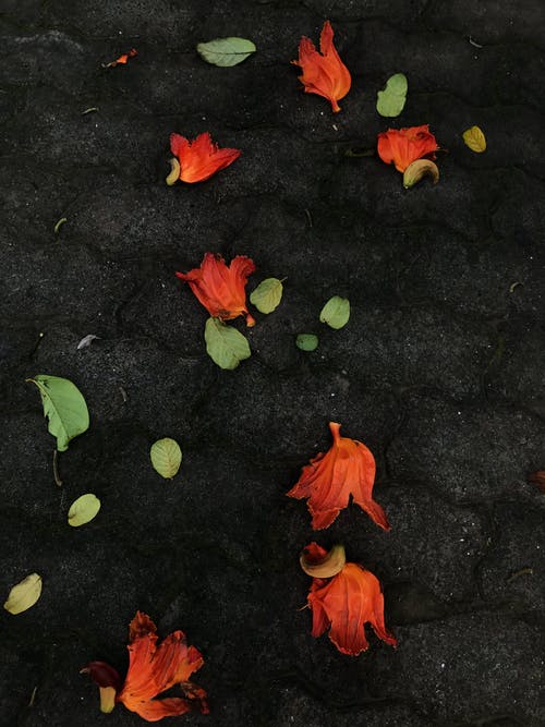 在混凝土路面上的橙色和绿色的叶子 · 免费素材图片