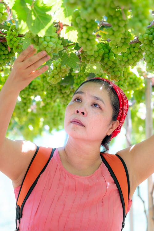 女人采摘葡萄的照片 · 免费素材图片