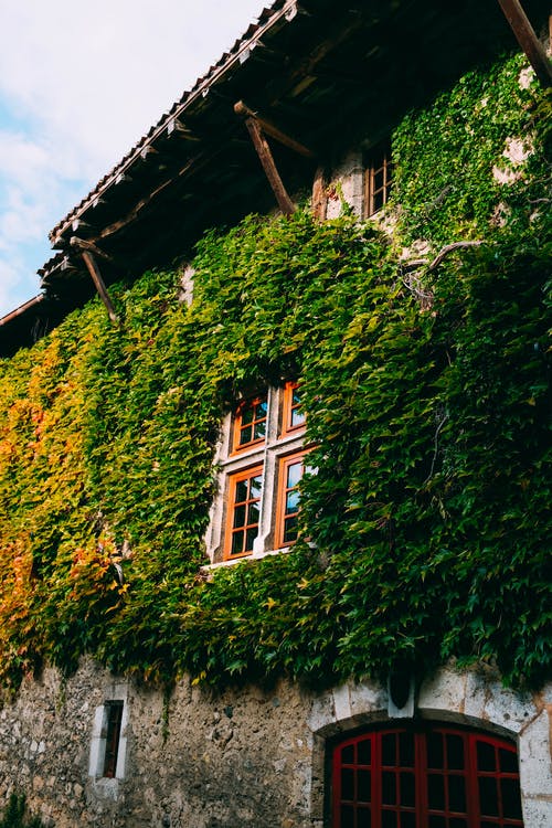 灰色混凝土建筑上的绿叶常春藤植物 · 免费素材图片