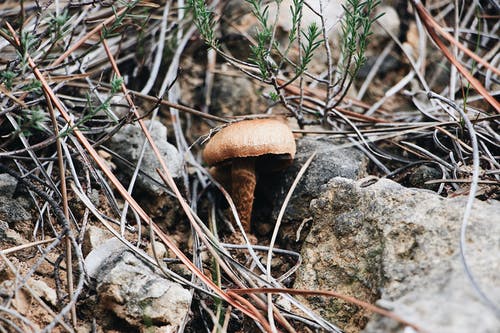 棕色蘑菇 · 免费素材图片