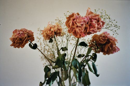花瓶上的粉红色花朵的照片 · 免费素材图片