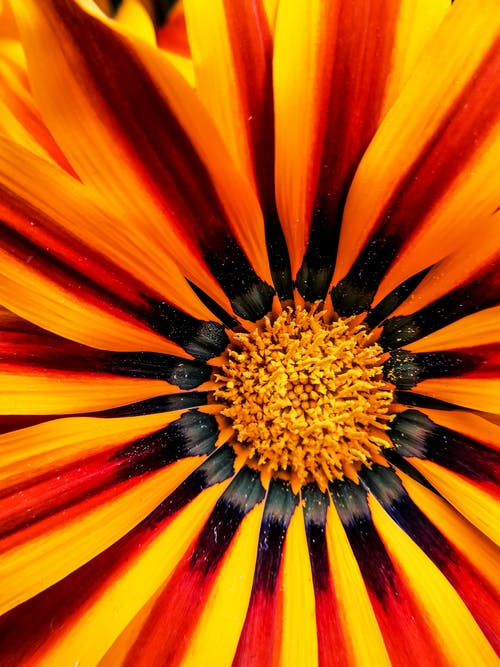 非洲菊花卉的选择性聚焦照片 · 免费素材图片