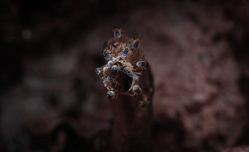 昆虫的宏观摄影 · 免费素材图片