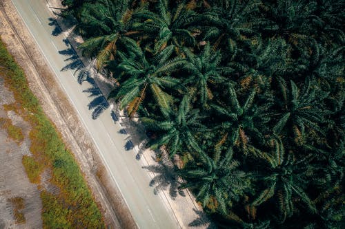 椰子树在路附近的鸟瞰图 · 免费素材图片