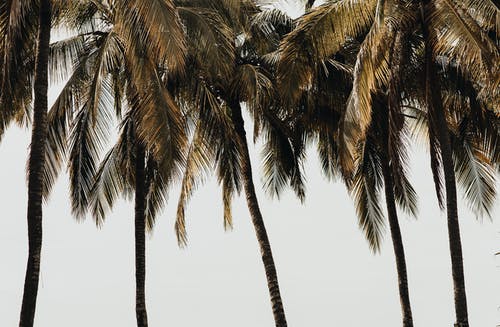 椰子树的低角度照片 · 免费素材图片