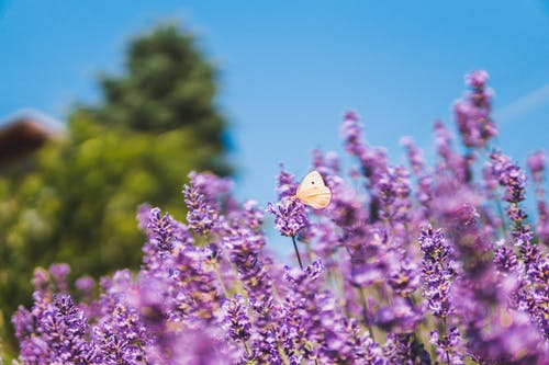 关闭了紫色的花瓣花摄影 · 免费素材图片