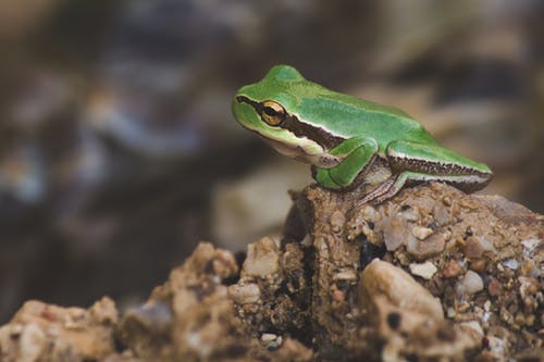 绿蛙在棕色岩石上的选择性聚焦摄影 · 免费素材图片