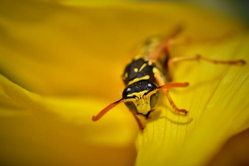 关闭了黄色的花，用黑色和黄色的昆虫的照片 · 免费素材图片