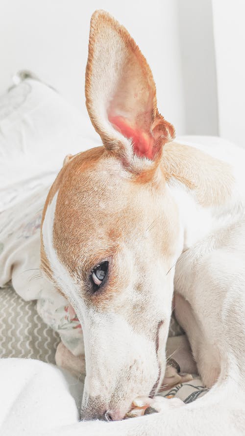 狗在床上的选择性聚焦照片 · 免费素材图片