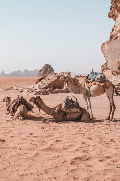 三个骆驼在沙漠中休息 · 免费素材图片