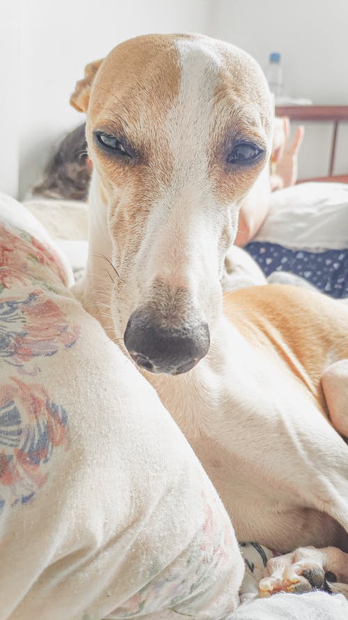 短涂层的白色和棕褐色的狗 · 免费素材图片