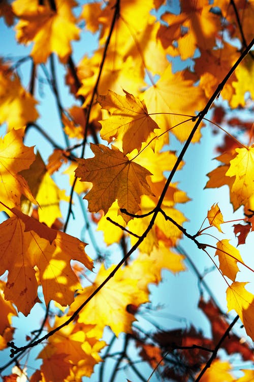 秋叶的照片 · 免费素材图片