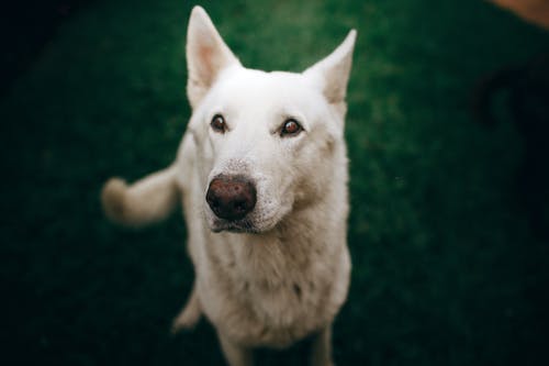 白狗的选择性焦点照片 · 免费素材图片