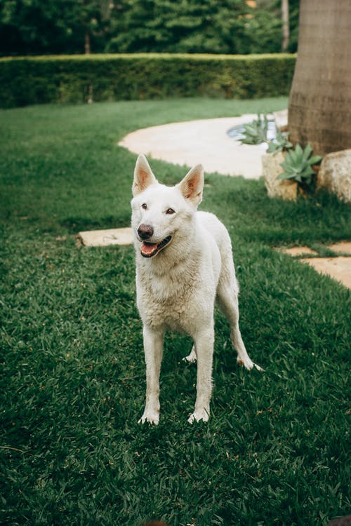 狗在草地上的照片 · 免费素材图片