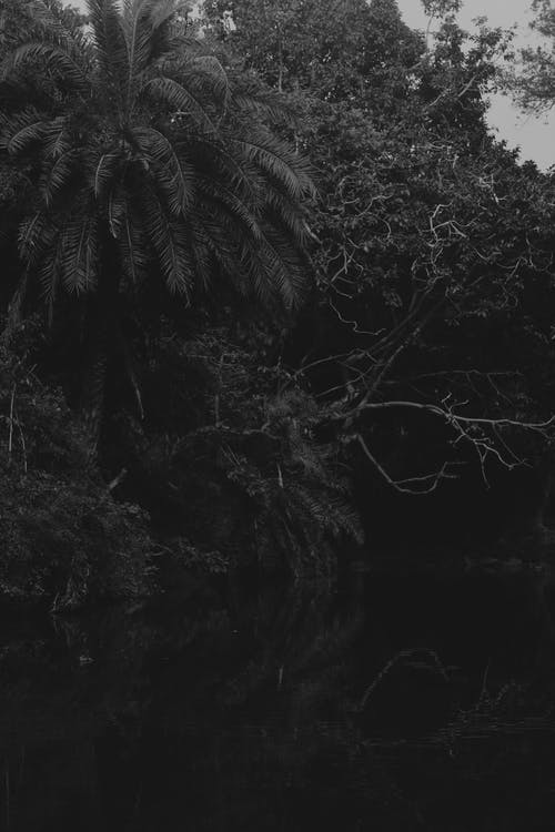树木在灰度摄影 · 免费素材图片