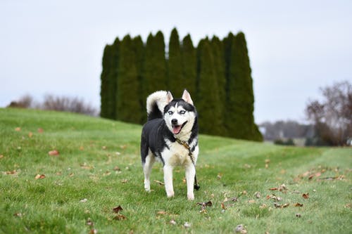 西伯利亚雪橇犬在草地上的照片 · 免费素材图片