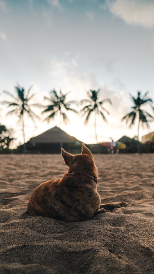 躺在沙滩上的棕狗 · 免费素材图片