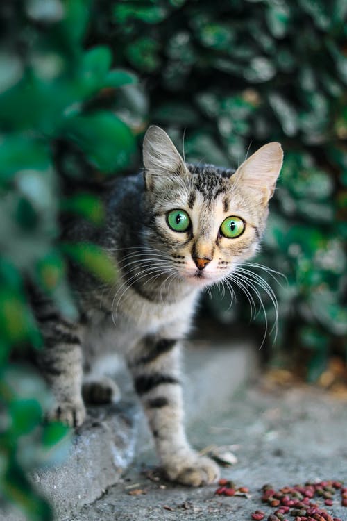 棕色和黑色的虎斑猫的选择性聚焦摄影 · 免费素材图片