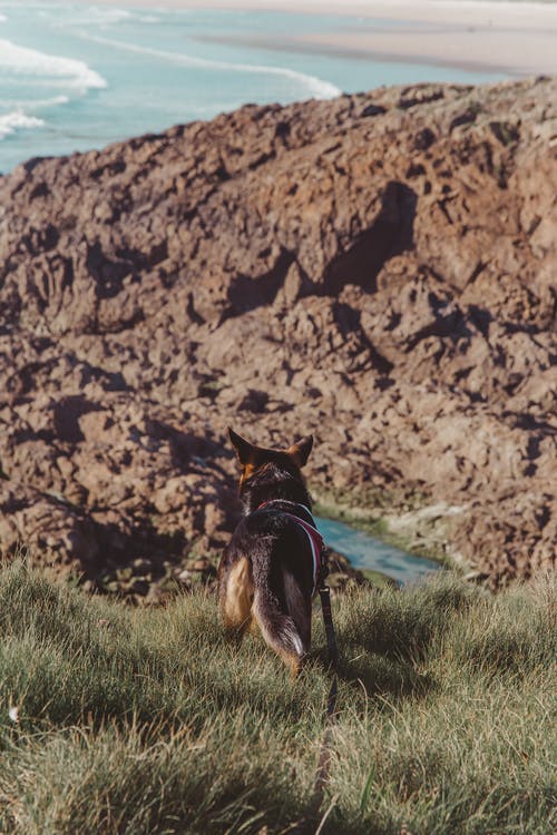 短涂棕褐色和黑狗在草地上 · 免费素材图片