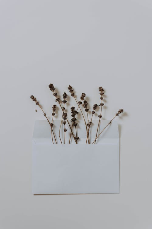 白色信封中枯萎的花朵的平躺摄影 · 免费素材图片