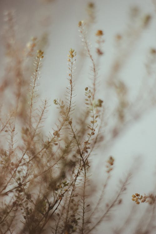 白花植物 · 免费素材图片