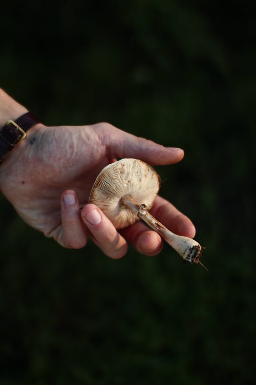 持白蘑菇的人 · 免费素材图片